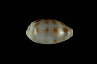 藏品(緞帶寶螺)的圖片